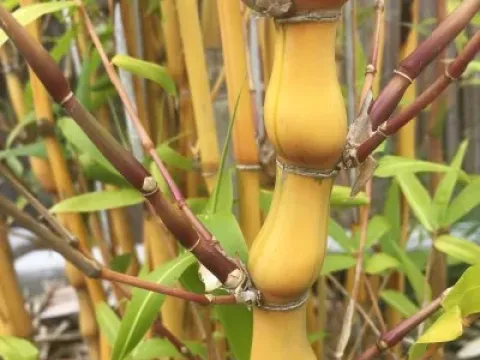 Chimonocalamus