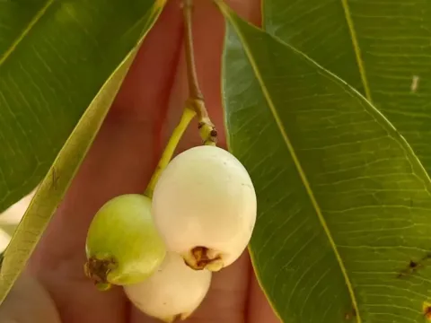 Syzygium cerasiforme