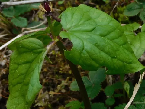 Trillium govanianum