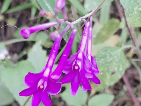 Anthogonium