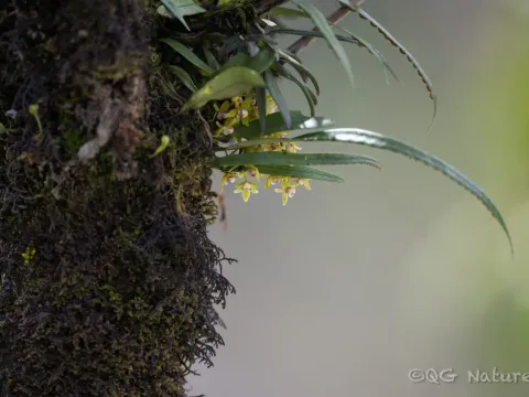 Thrixspermum