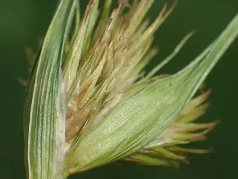 Carex polycephala