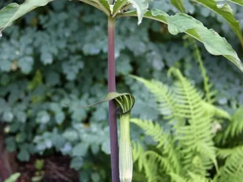 Arisaema decipiens