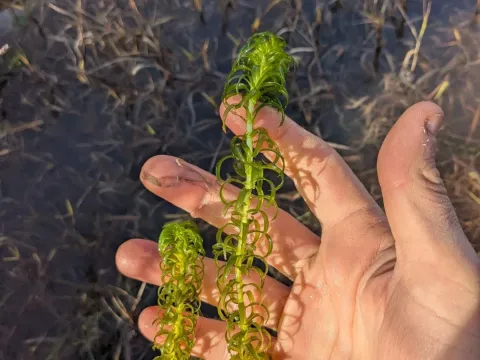 Lagarosiphon