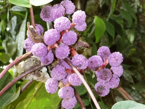 Poikilospermum