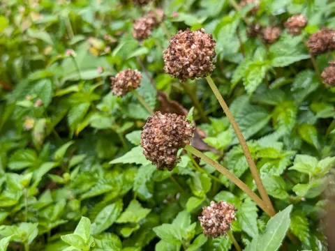 Lecanthus
