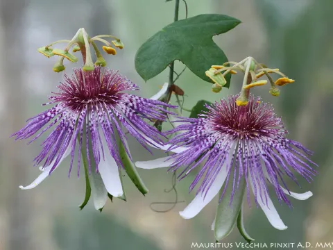 Passiflora watsoniana