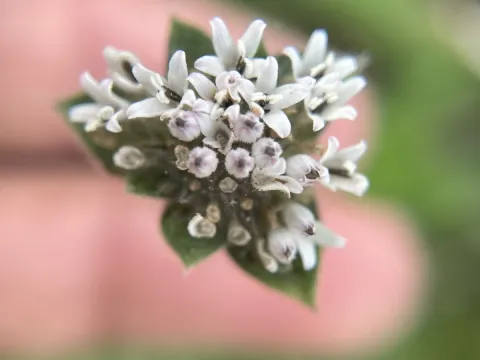 Lagascea