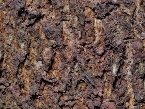 Queensland walnut