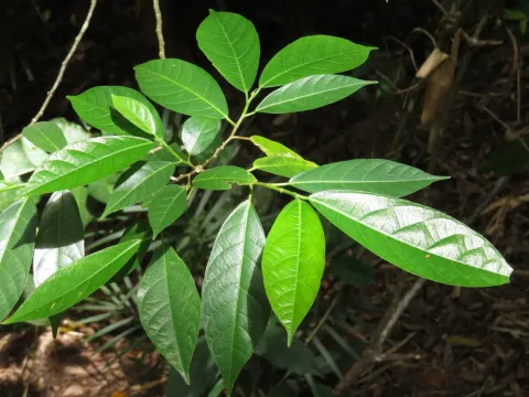 Ficus leptoclada