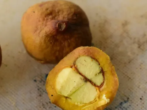 Castanospora