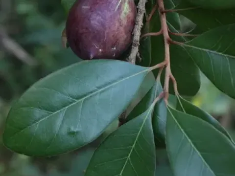 Niemeyera