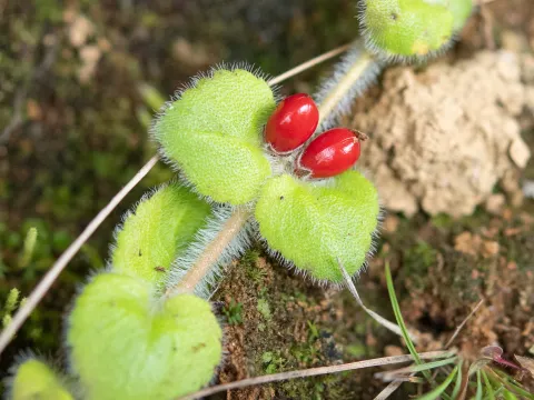 Hemiphragma