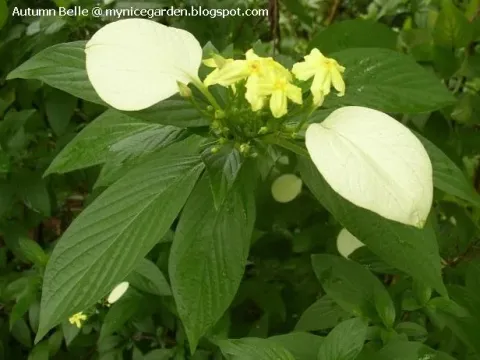 Mussaenda glabra