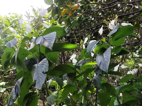 Mussaenda macrophylla
