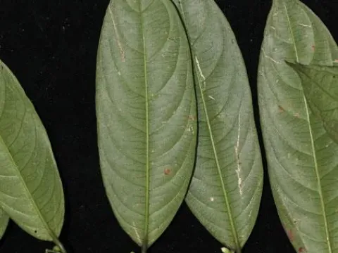 Urophyllum glabrum
