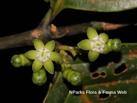 Canthiumera