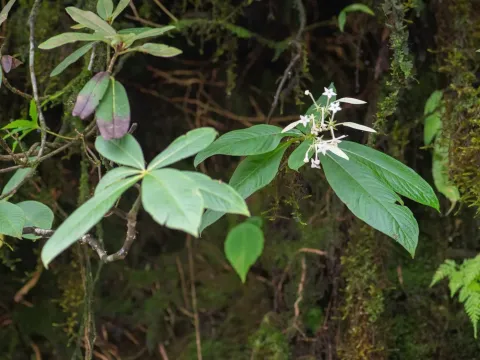 Neohymenopogon