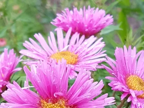 Hybrid aster