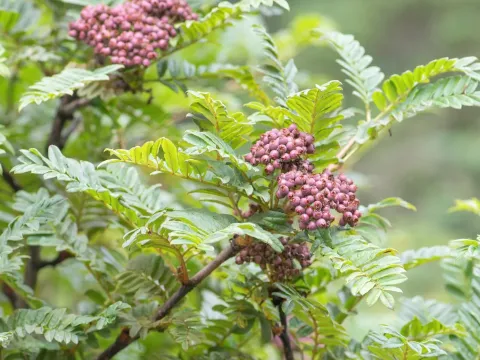 Little-leaf mountain ash