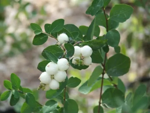 Common snowberry