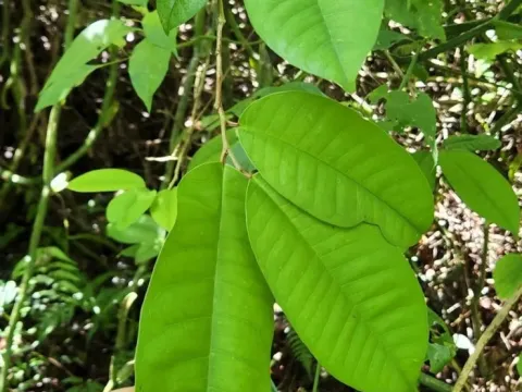 Chrysophyllum argenteum