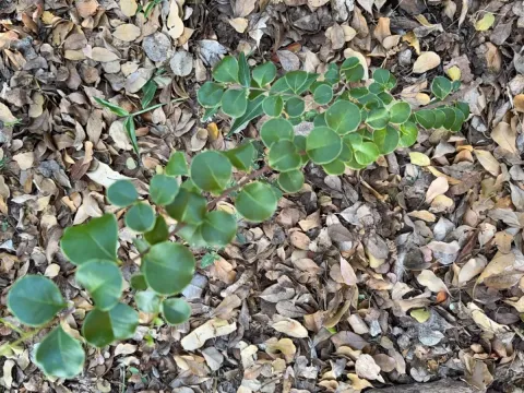 Sideroxylon obovatum
