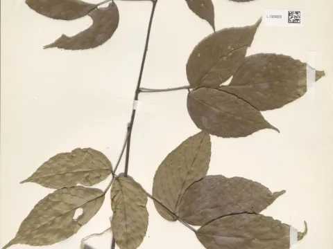 Rubus lucens