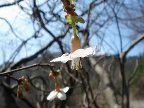 Himalayan cherry (Prunus ceraseidos)
