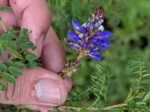Blue prairie clover
