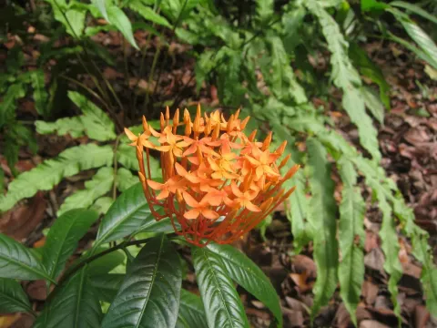 Ixora lobbii
