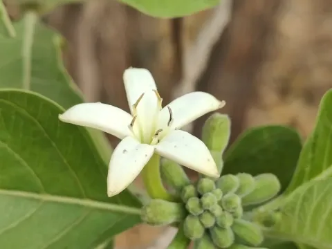 Morinda coreia