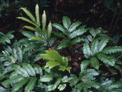 Danaea
