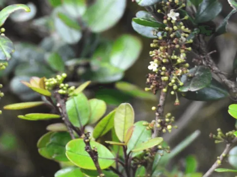Ilex walkeri
