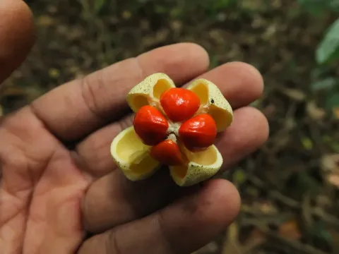 Glyptopetalum