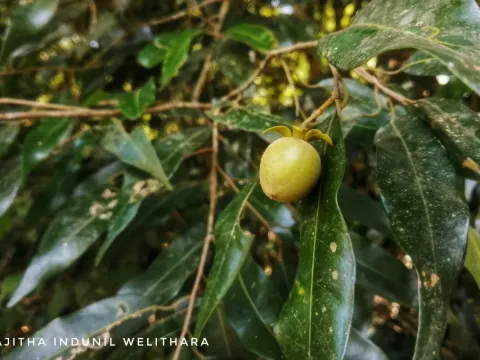 Vatica obscura