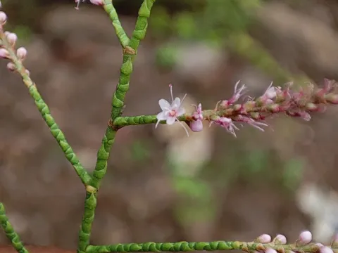 Indian Tamarisk