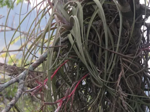 Tillandsia pseudobaileyi