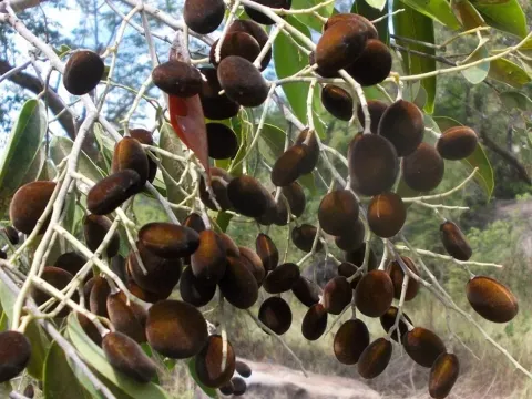 Dialium ovoideum