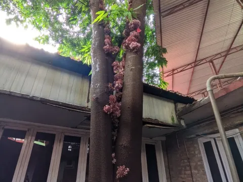 Humboldtia
