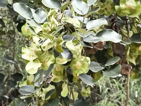 Pterocarpus marsupium
