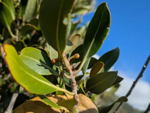 Sideroxylon polynesicum