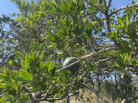 Strychnos pungens