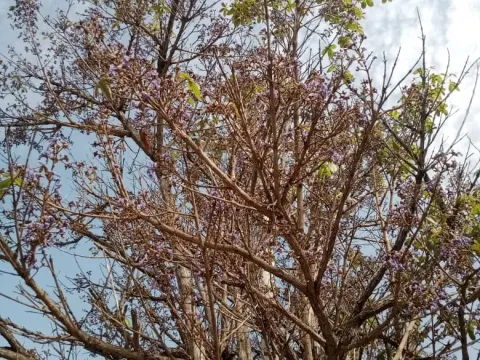 Vitex gigantea