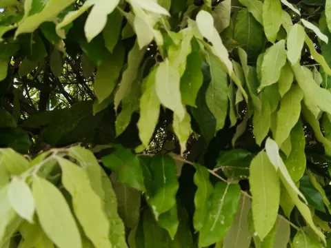 Moquilea