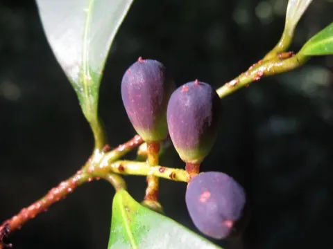 Chionanthus albidiflorus