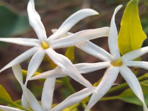 Narrow-leaved jasmine
