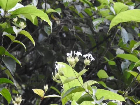 Jasminum coarctatum