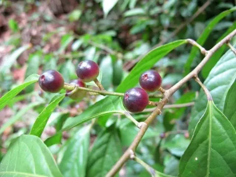 Aporosa