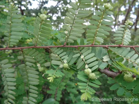 Phyllanthus racemosus